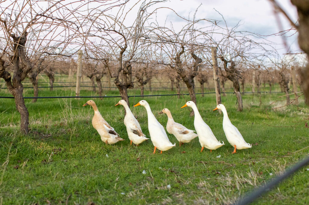 Hayes Family Wines indian runner ducks in vineyard