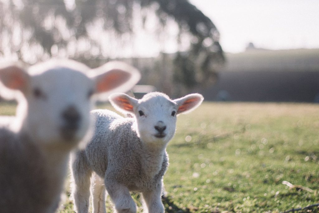 Lambs in field