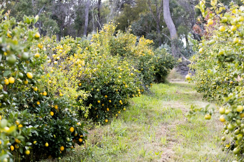 Organic lemons from McMahon Bros Orchards.