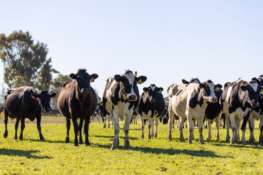 Organic dairy cows on pastureland at Jalna's certified organic dairy farm in Victoria.