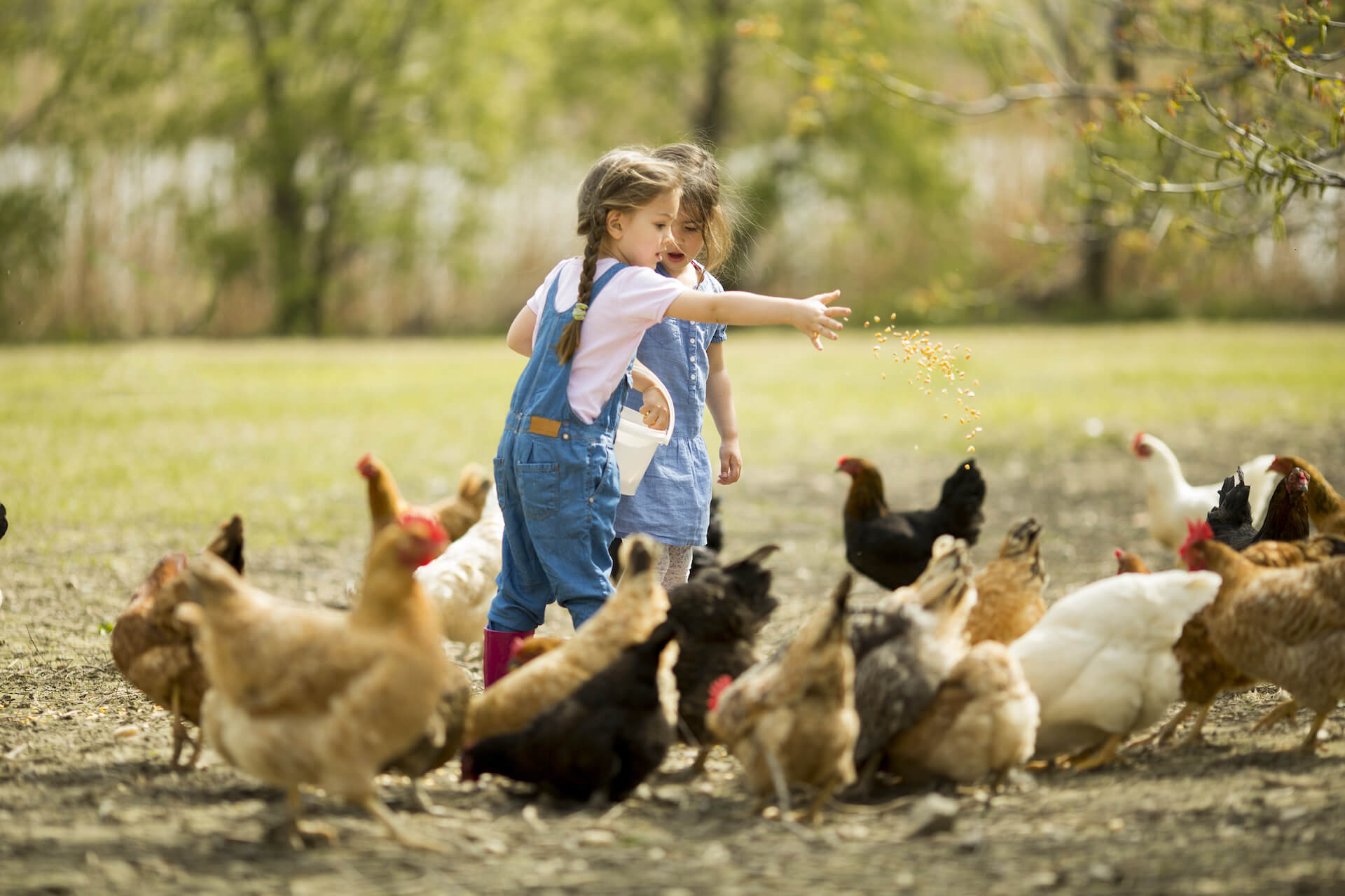 Two children feeding chickens outdoors