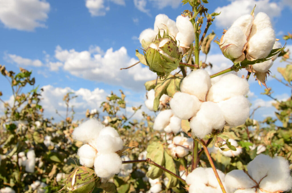 Organic cotton growing in a field